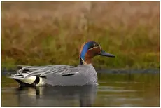 Wintertaling
