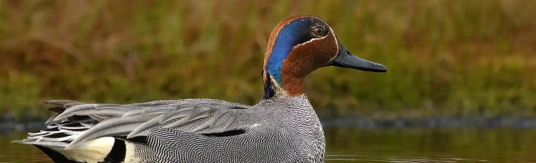 Een wintertaling ligt op ondiep water in een meer.