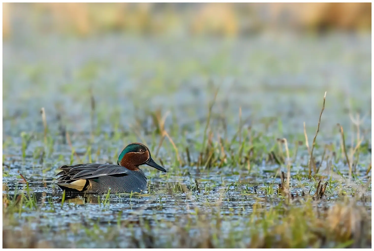 Wintertaling
