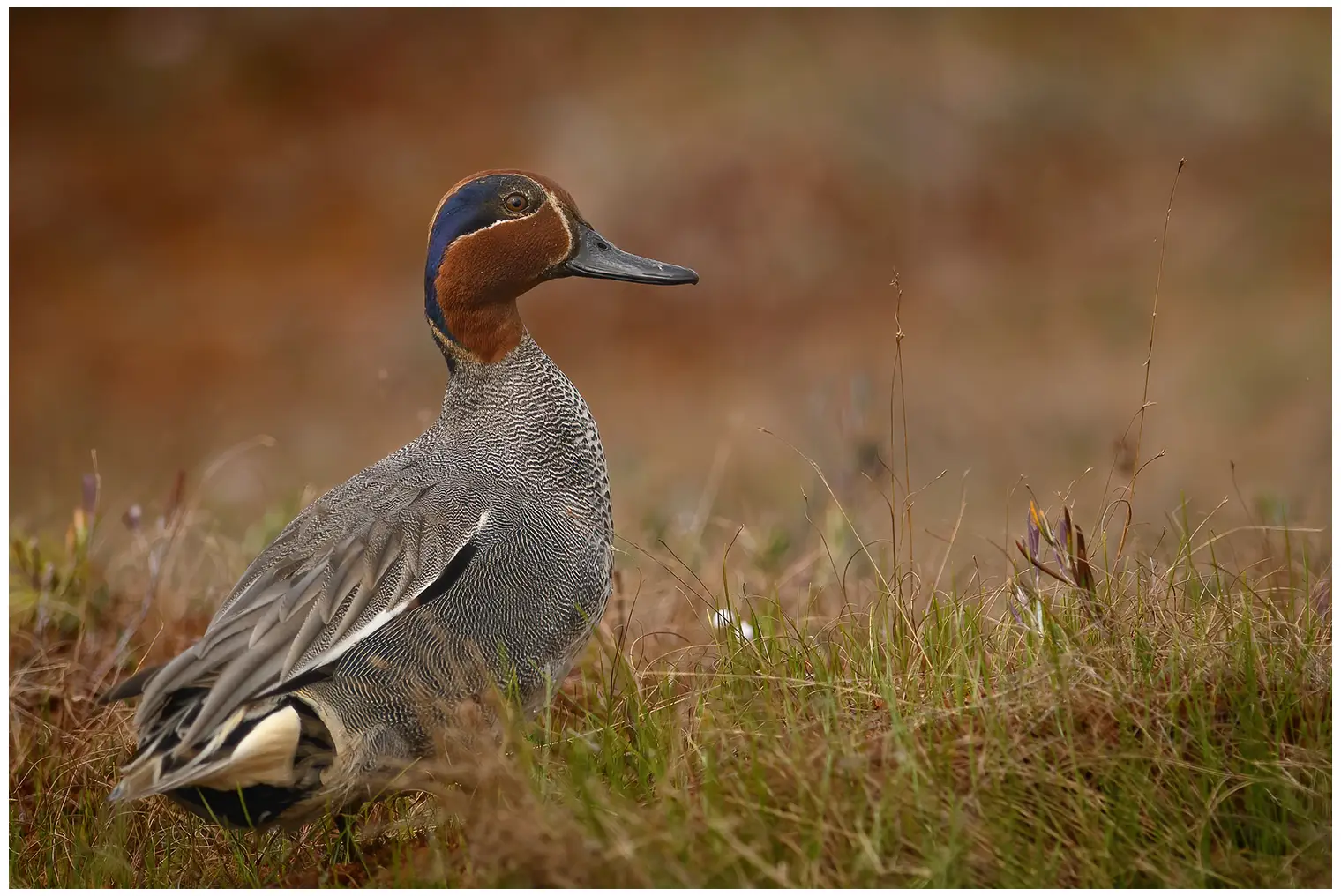 Wintertaling