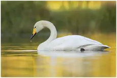 Wilde zwaan