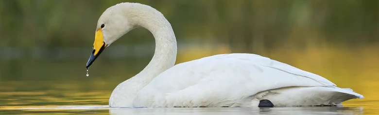 In het gouden licht is een wilde zwaan te zien op een meer. Een druppel water druipt uit zijn snavel.