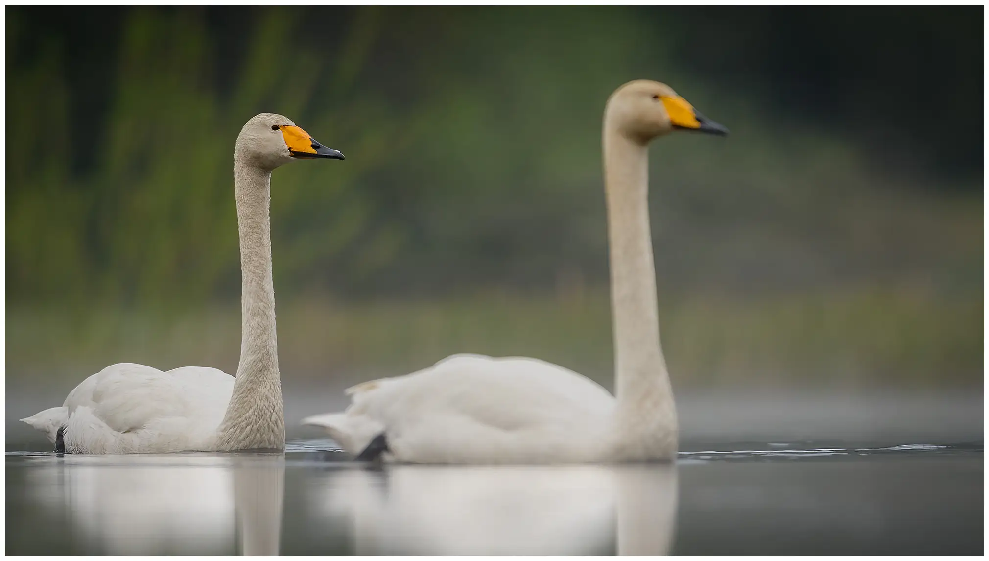 Wilde zwaan