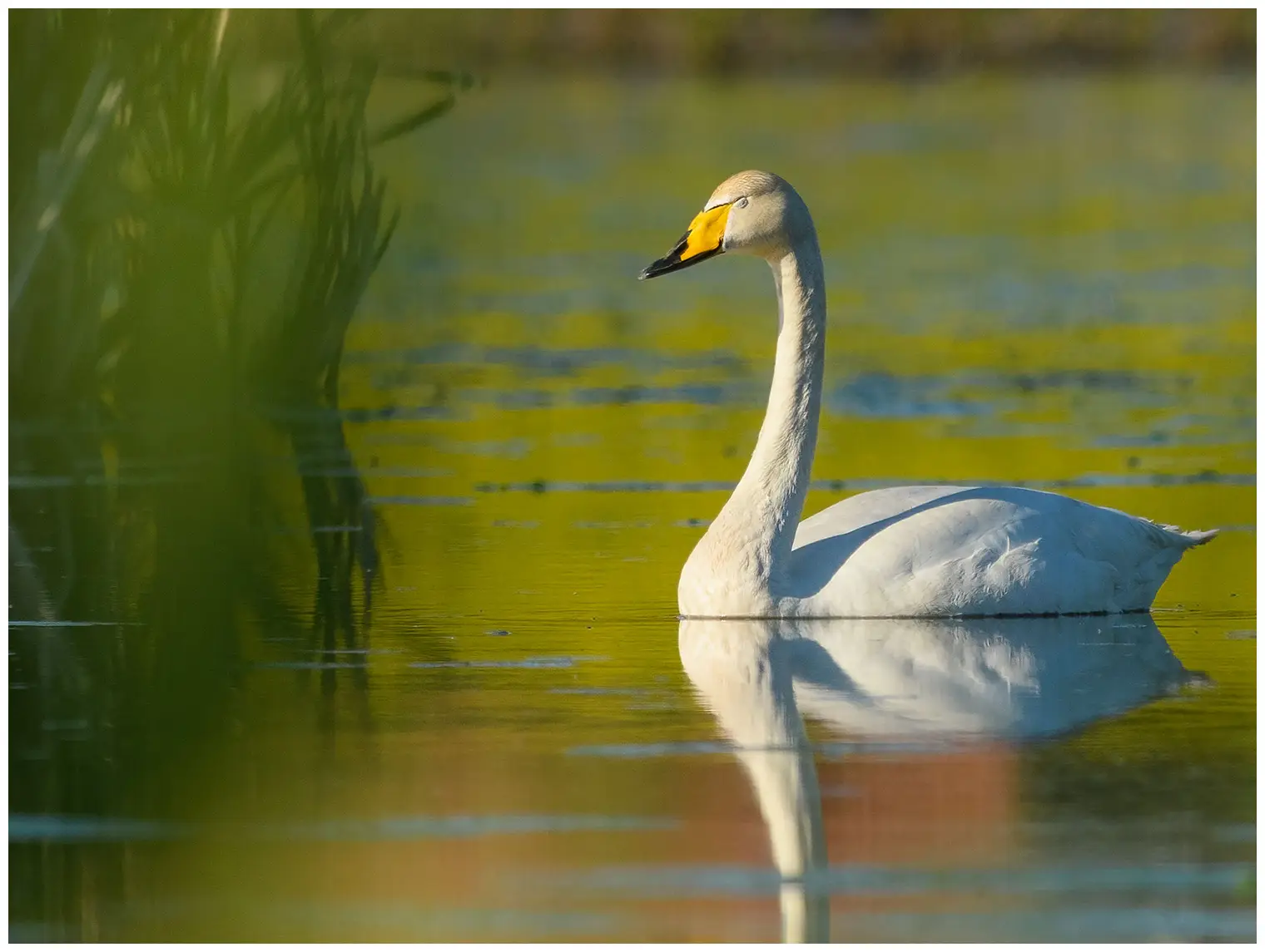 Wilde zwaan