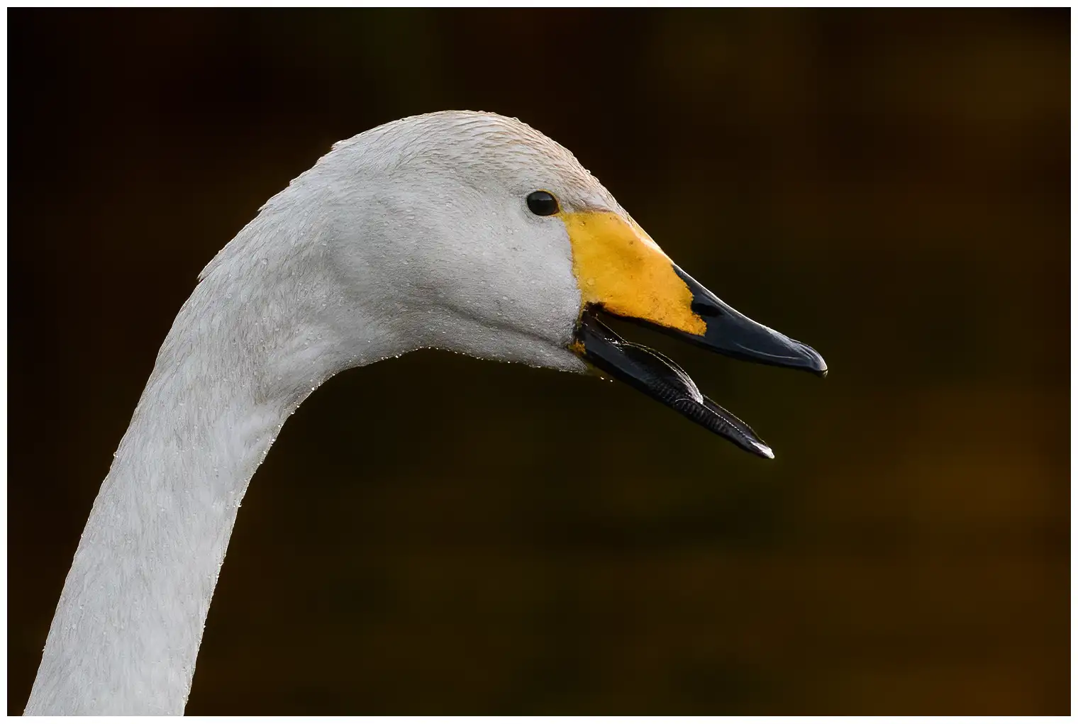 Wilde zwaan
