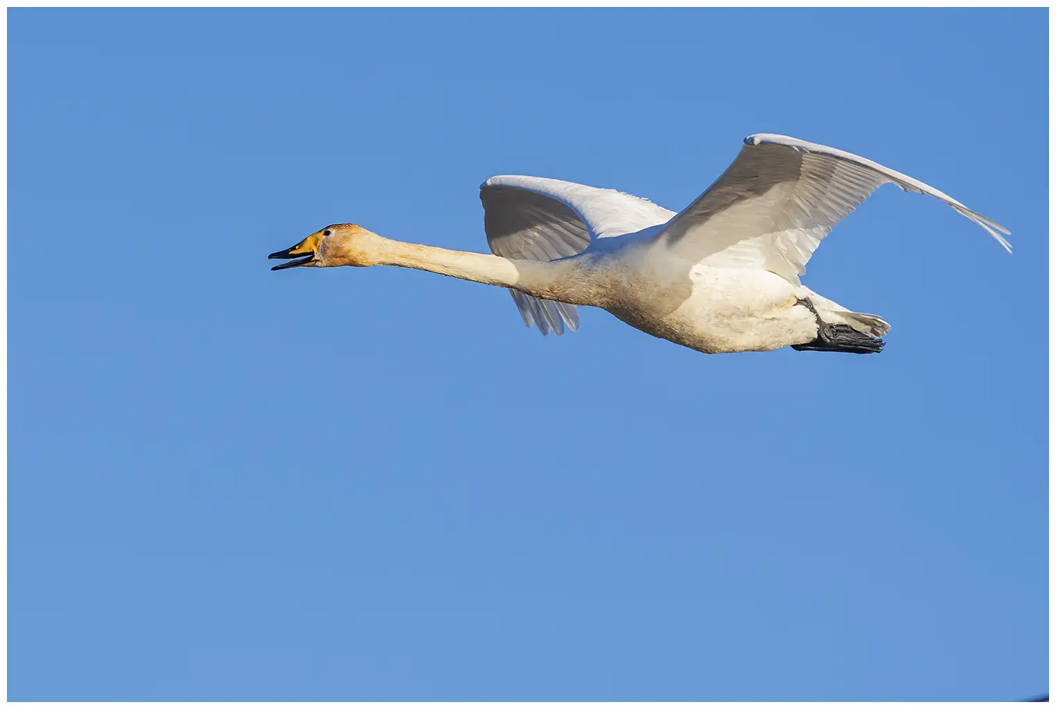 Wilde zwaan