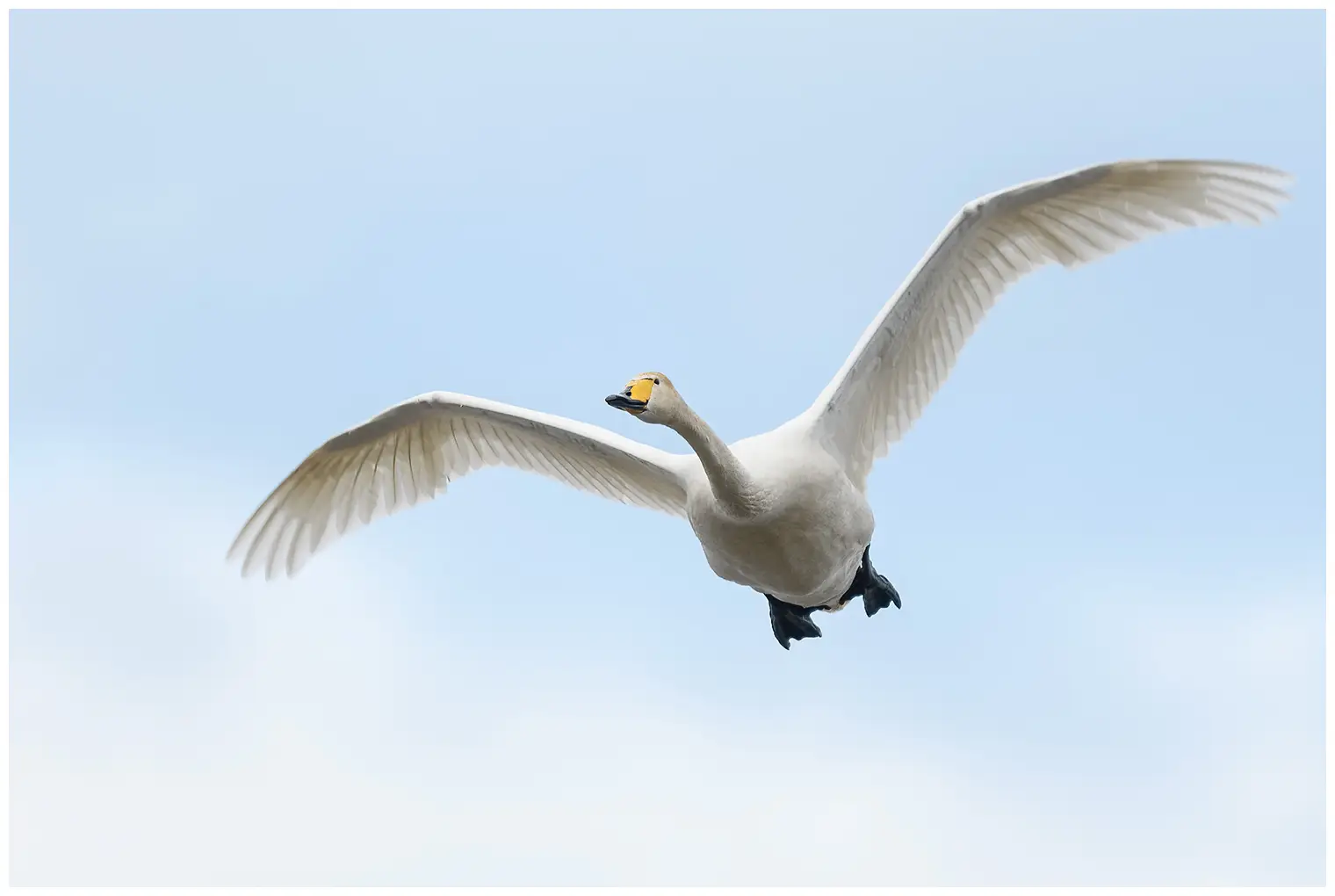 Wilde zwaan