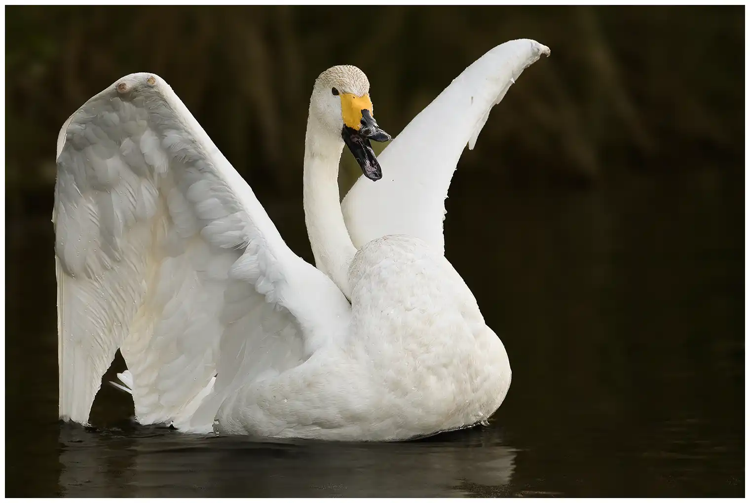 Wilde zwaan