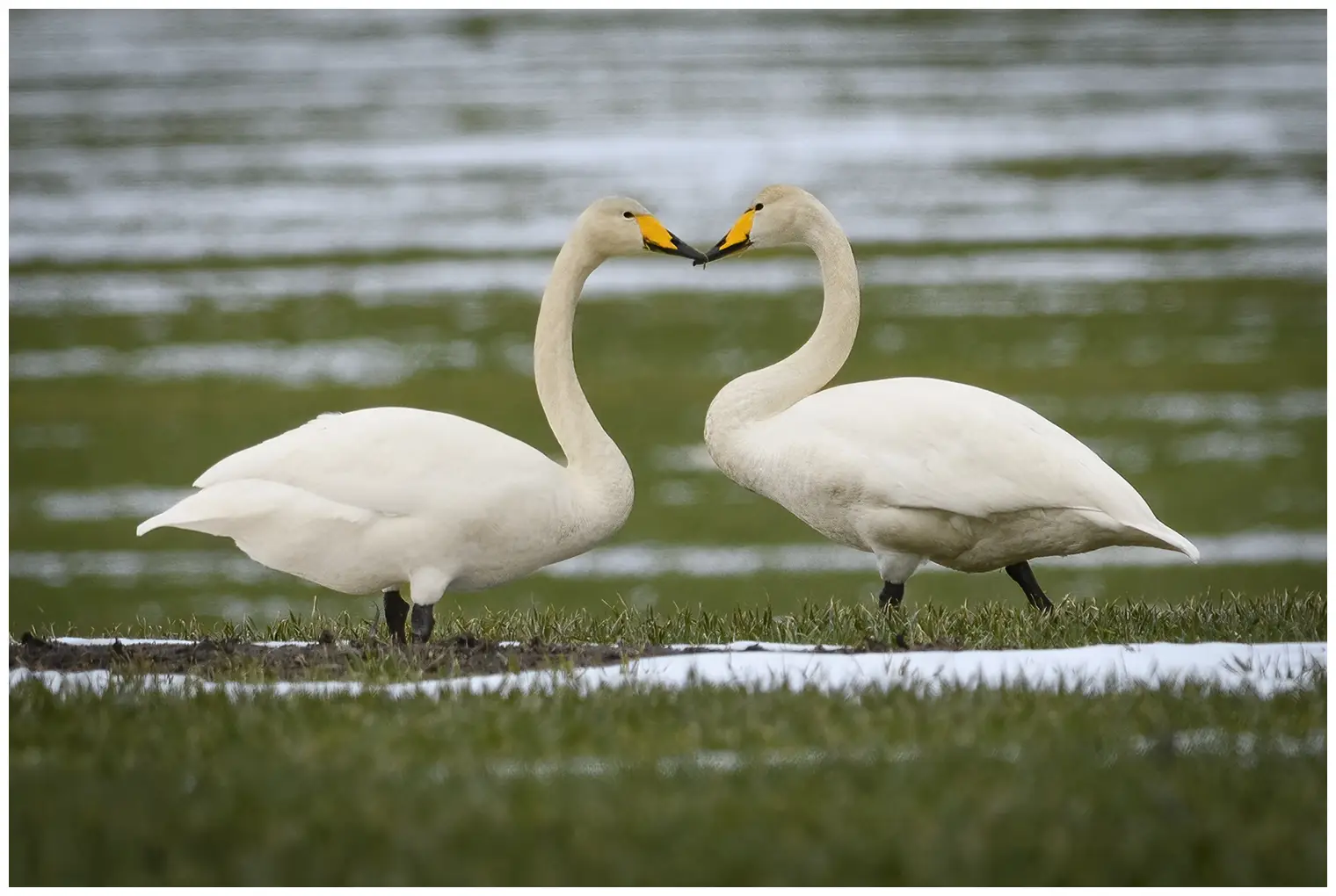 Wilde zwaan