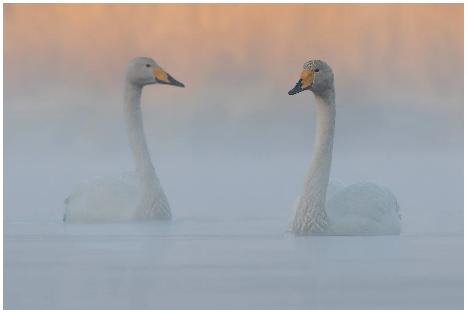 Wilde zwaan