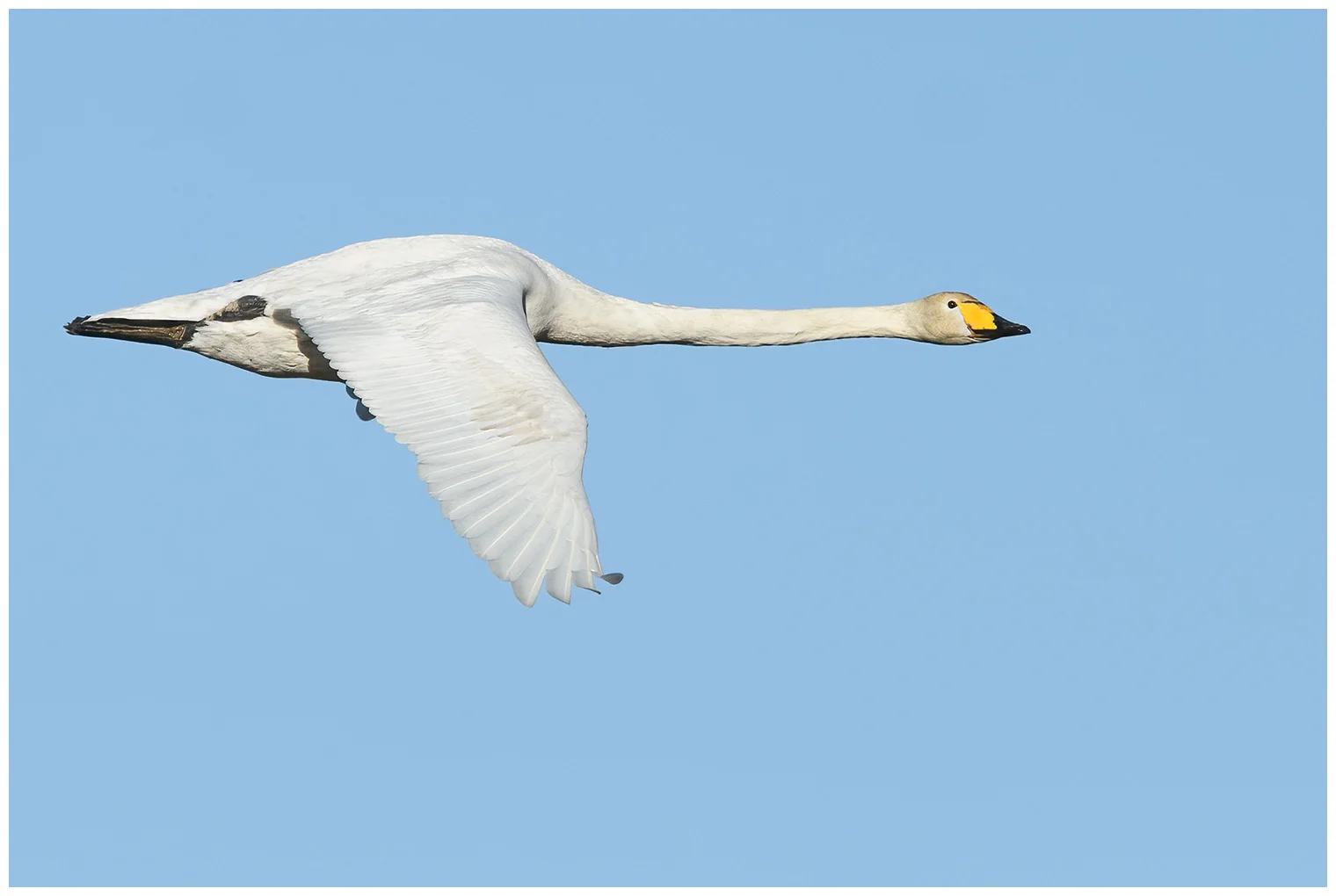 Wilde zwaan