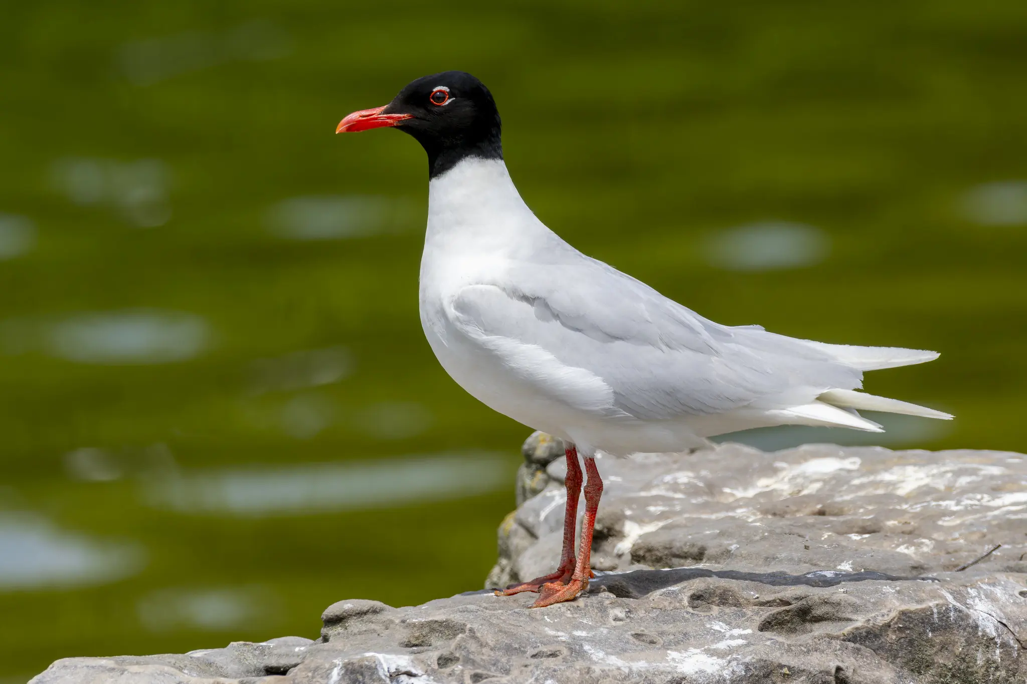Zwartkopmeeuw