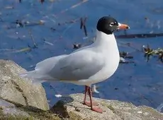 Zwartkopmeeuw