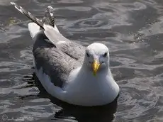 Pontische Meeuw
