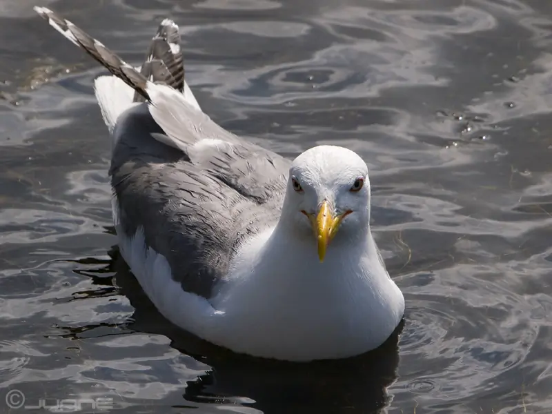 Pontische Meeuw. Liggend in het water. Hoofd naar de fotograaf gedraaid.