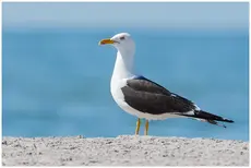 Kleine Mantelmeeuw