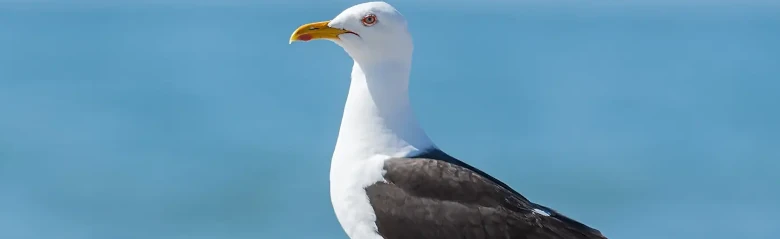 Kleine Mantelmeeuw. Staat in zand bij water. Zwarte vleugels en rug, gele poten en rode vlek op ondersnavel.