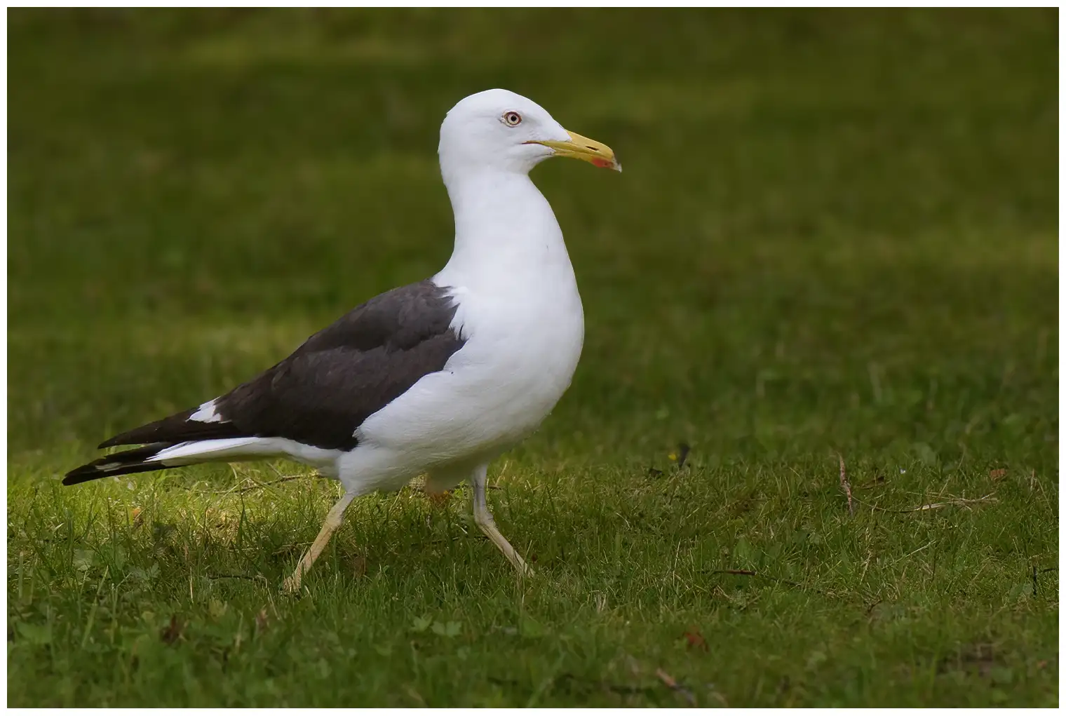 Kleine Mantelmeeuw