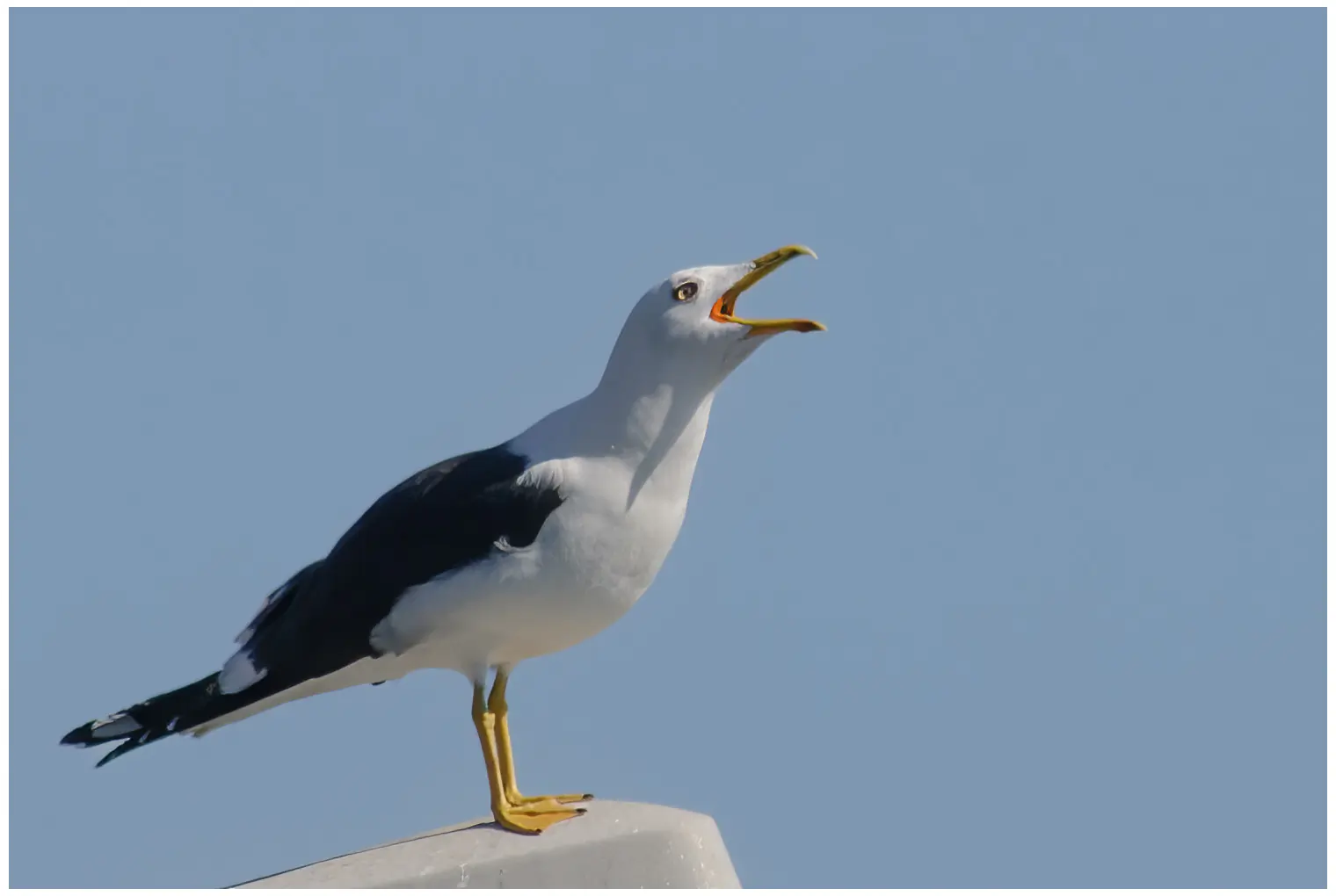 Kleine Mantelmeeuw