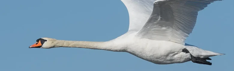 Een vliegende knobbelzwaan snijdt door de lucht met zijn vleugels omhoog.