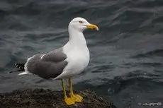 Geelpootmeeuw