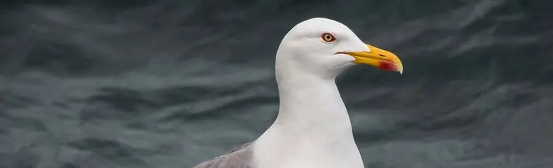 Geelpootmeeuw. Staand op een rots bij het water.