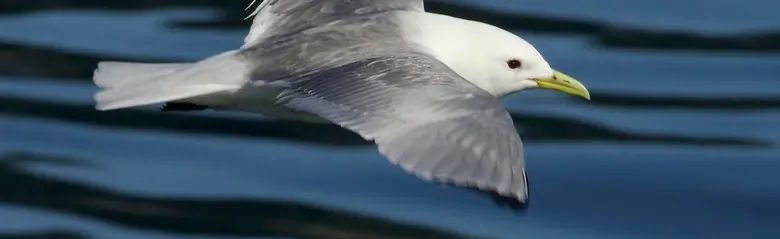 Drieteenmeeuw. Vliegt over water. De bovenkant van de vleugels is grijs, maar de vleugeltips zijn helemaal zwart. De poten zijn zwart en de snavel is geel.