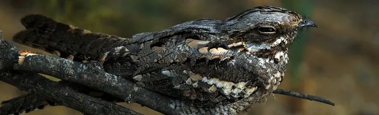 Nachtzwaluw. Op een tak, goed gecamoufleerd door zijn grijsbruine verenkleed. Overdag zit hij bewegingsloos en slaapt.