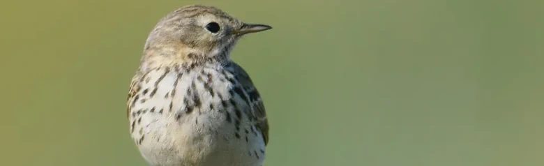 Graspieper. Op een hekpaal. Een kleine bruingestreepte vogel met roodachtige poten en een lichte buik.