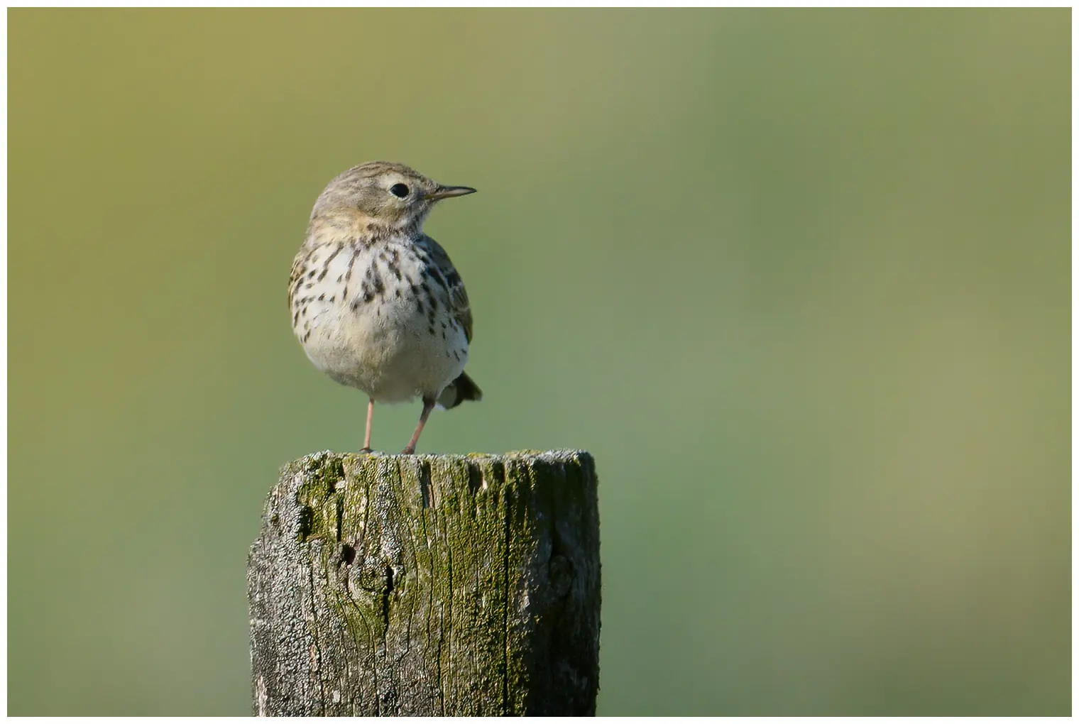 Graspieper. Op een hekpaal. Een kleine bruingestreepte vogel met roodachtige poten en een lichte buik.
