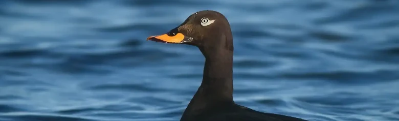 Een zwarte zee-eend ligt laag in het water. Het heldere oog van de vogel kijkt recht in de camera.