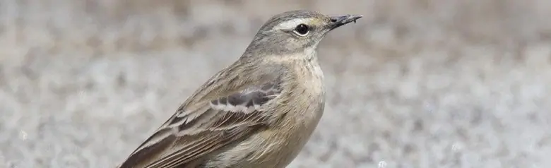 Waterpieper. Staat op een weg. Een grijze vogel met een lichte oogstreep.
