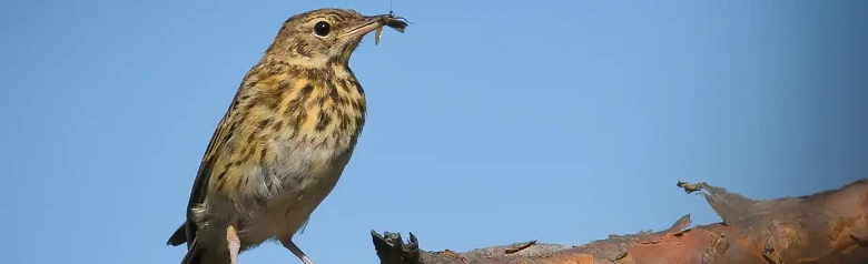 Boompieper. Zittend op een tak met een insect in zijn snavel. Een kleine, slanke vogel met een lange staart en een spitse snavel.