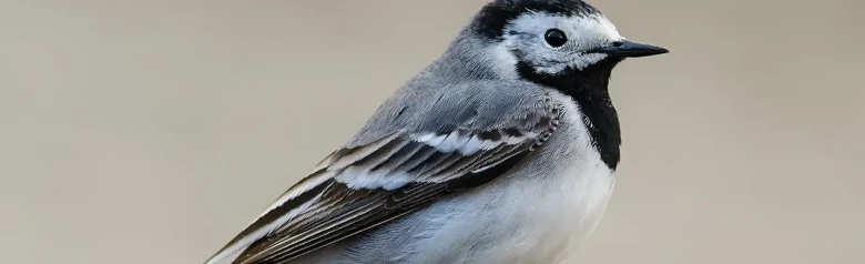 Witte Kwikstaart. Hier gezien vanaf de zijkant. Het wit-grijs-zwarte verenkleed, samen met de lange, kwispelende staart, maakt hem heel gemakkelijk te herkennen.