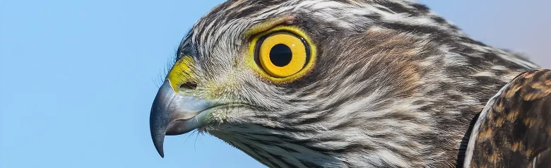 Sperwer. Close-up van het hoofd. Helder geel oog. Bruine, grijze en lichte kleuren in het verenkleed.
