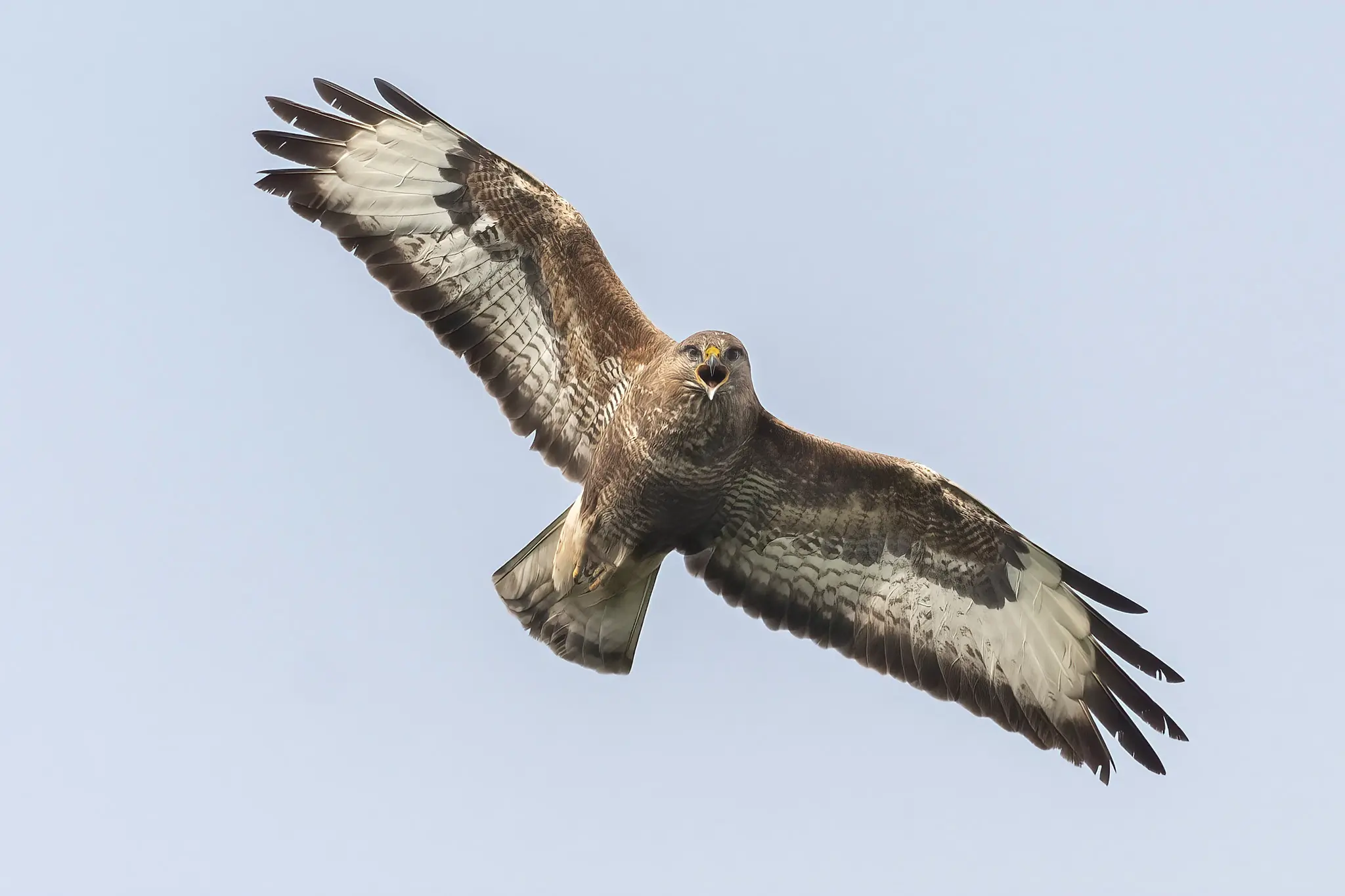 Buizerd