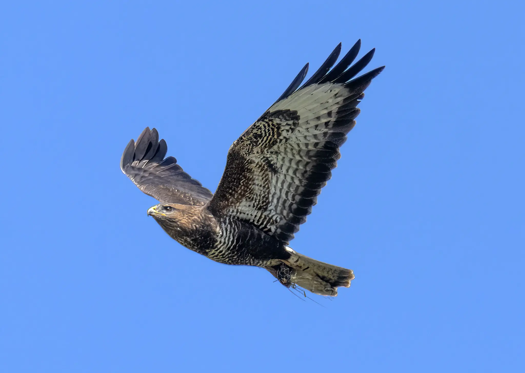 Buizerd