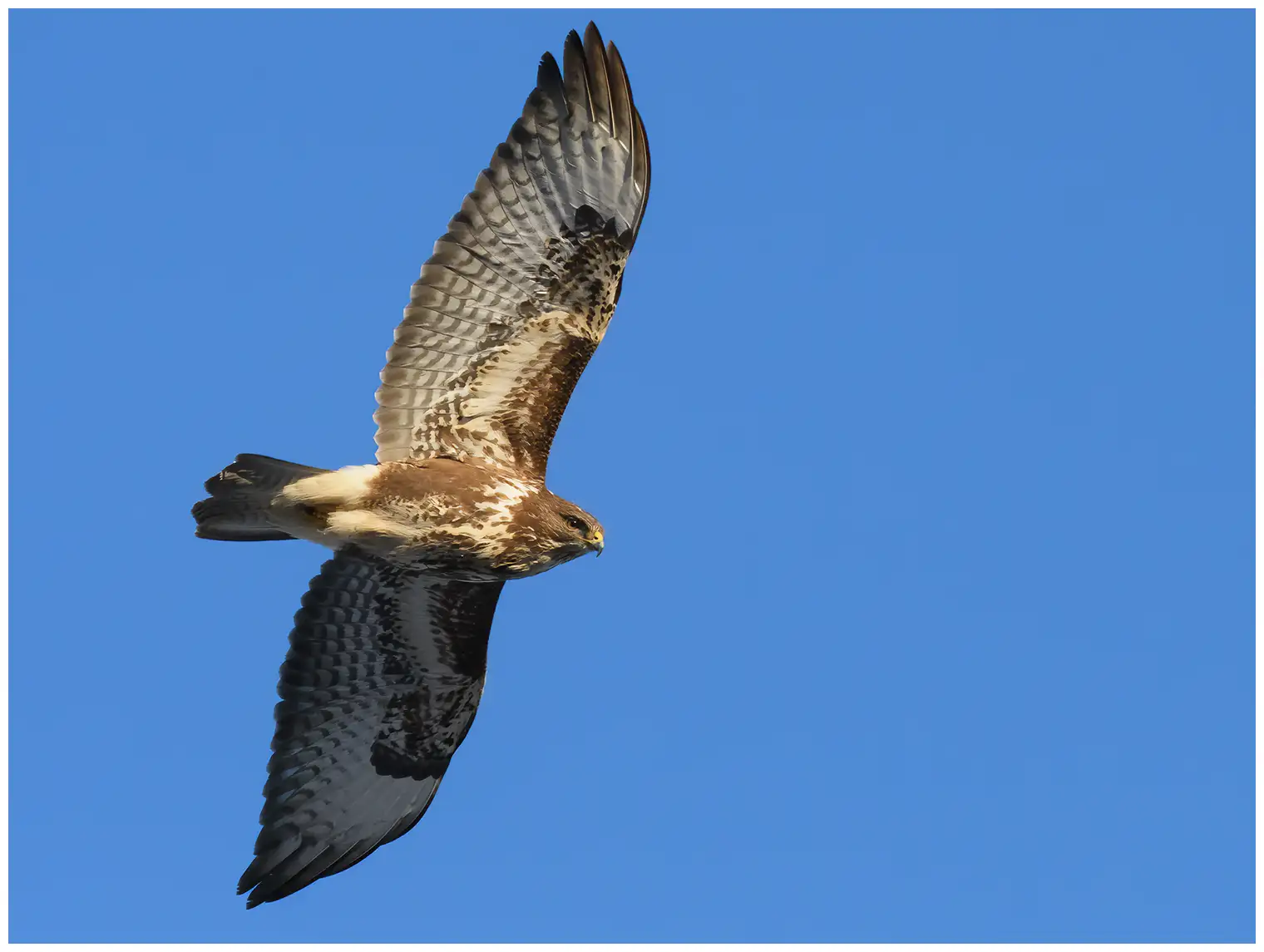 Buizerd