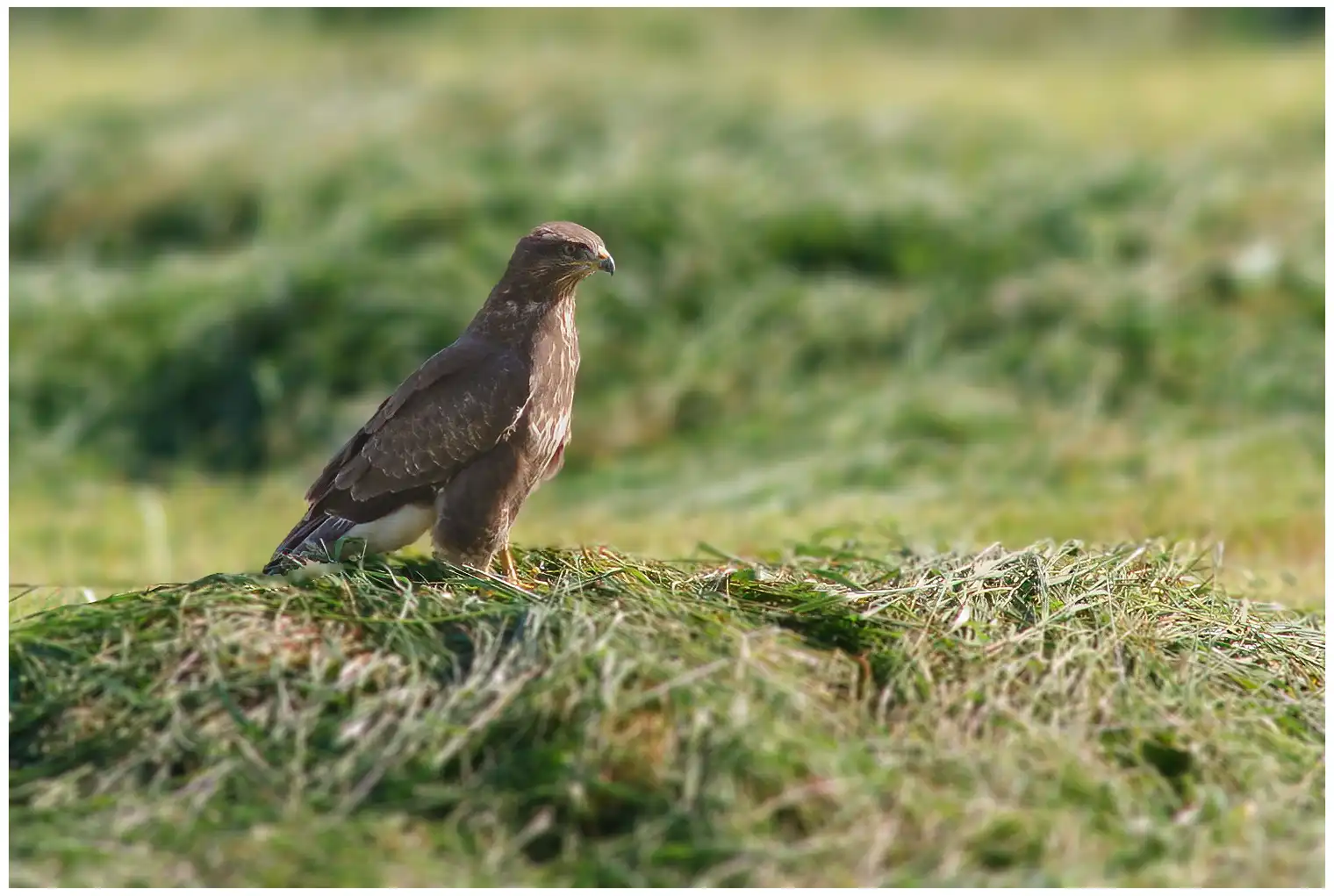 Buizerd