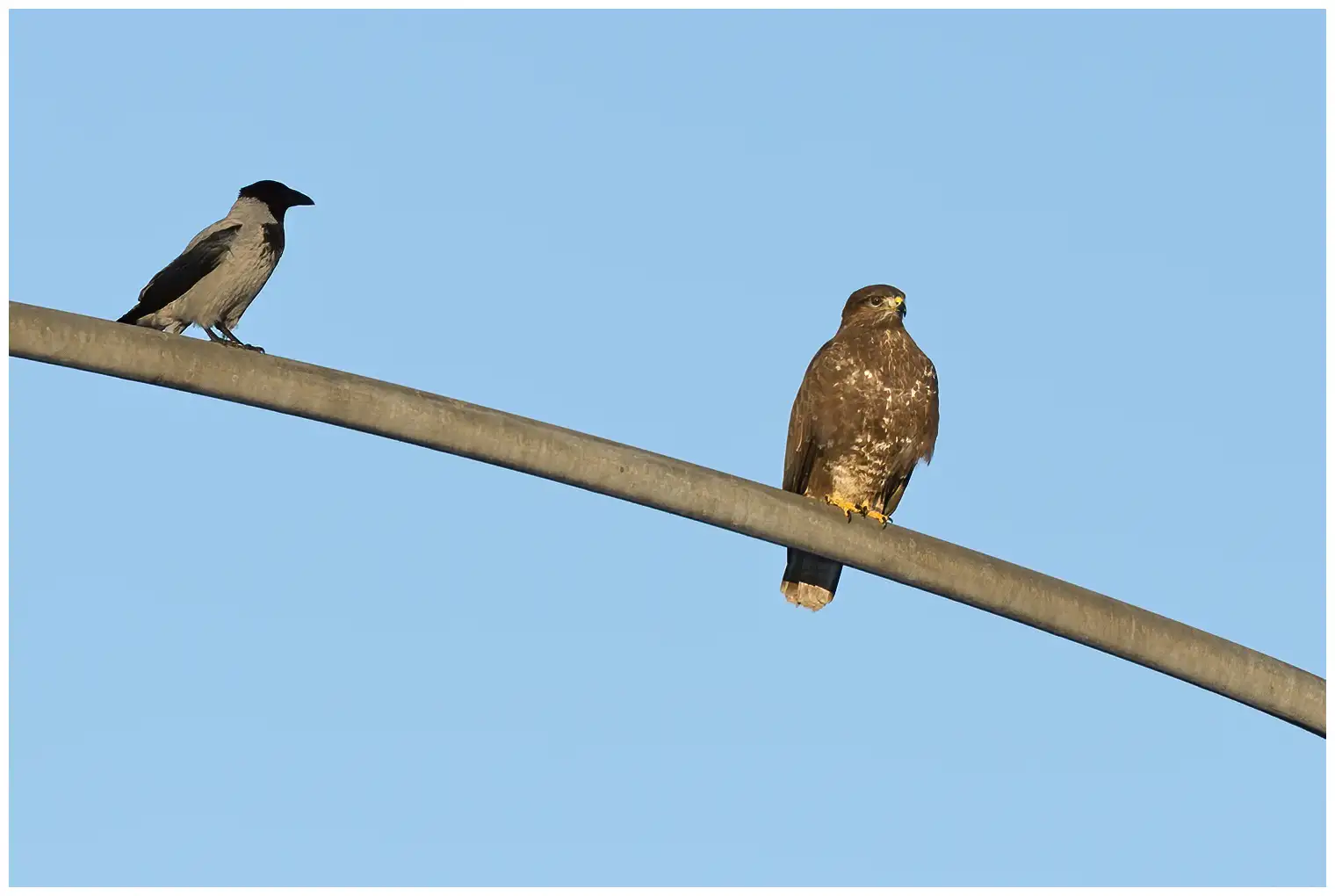 Buizerd
