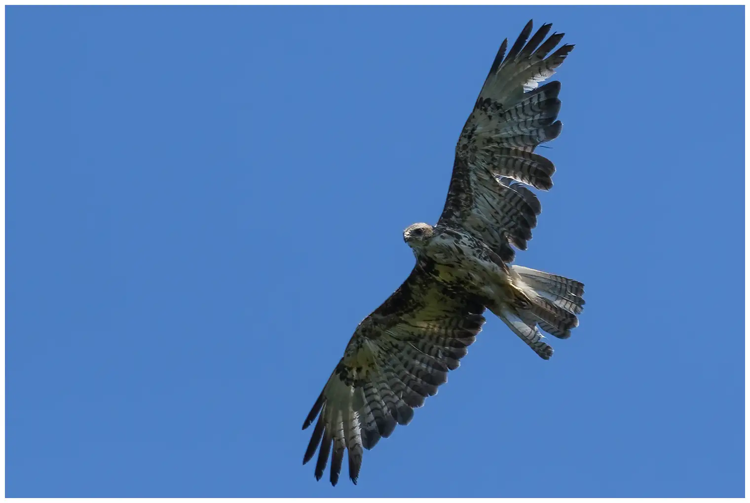Buizerd