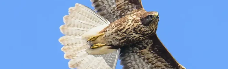 Buizerd. Zwevend tegen een blauwe lucht. Brede, afgeronde vleugels en korte, afgeronde staart. Cirkelt vaak op grote hoogte.