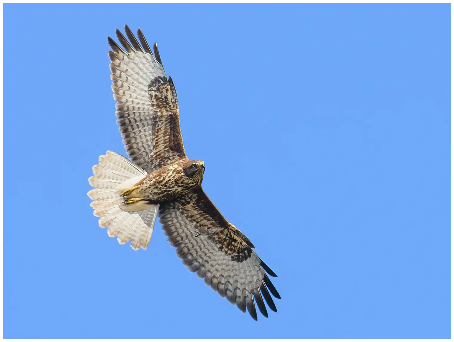 Buizerd. Zwevend tegen een blauwe lucht. Brede, afgeronde vleugels en korte, afgeronde staart. Cirkelt vaak op grote hoogte.