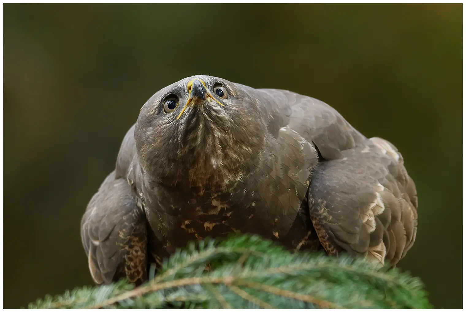 Buizerd