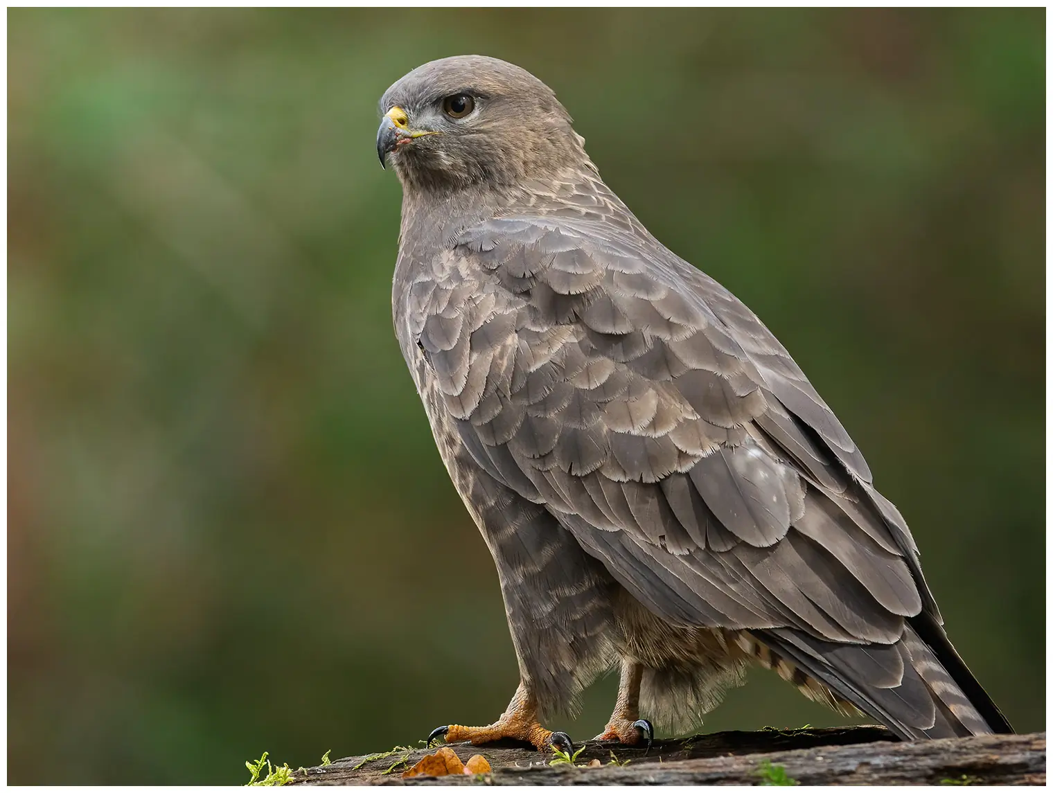 Buizerd