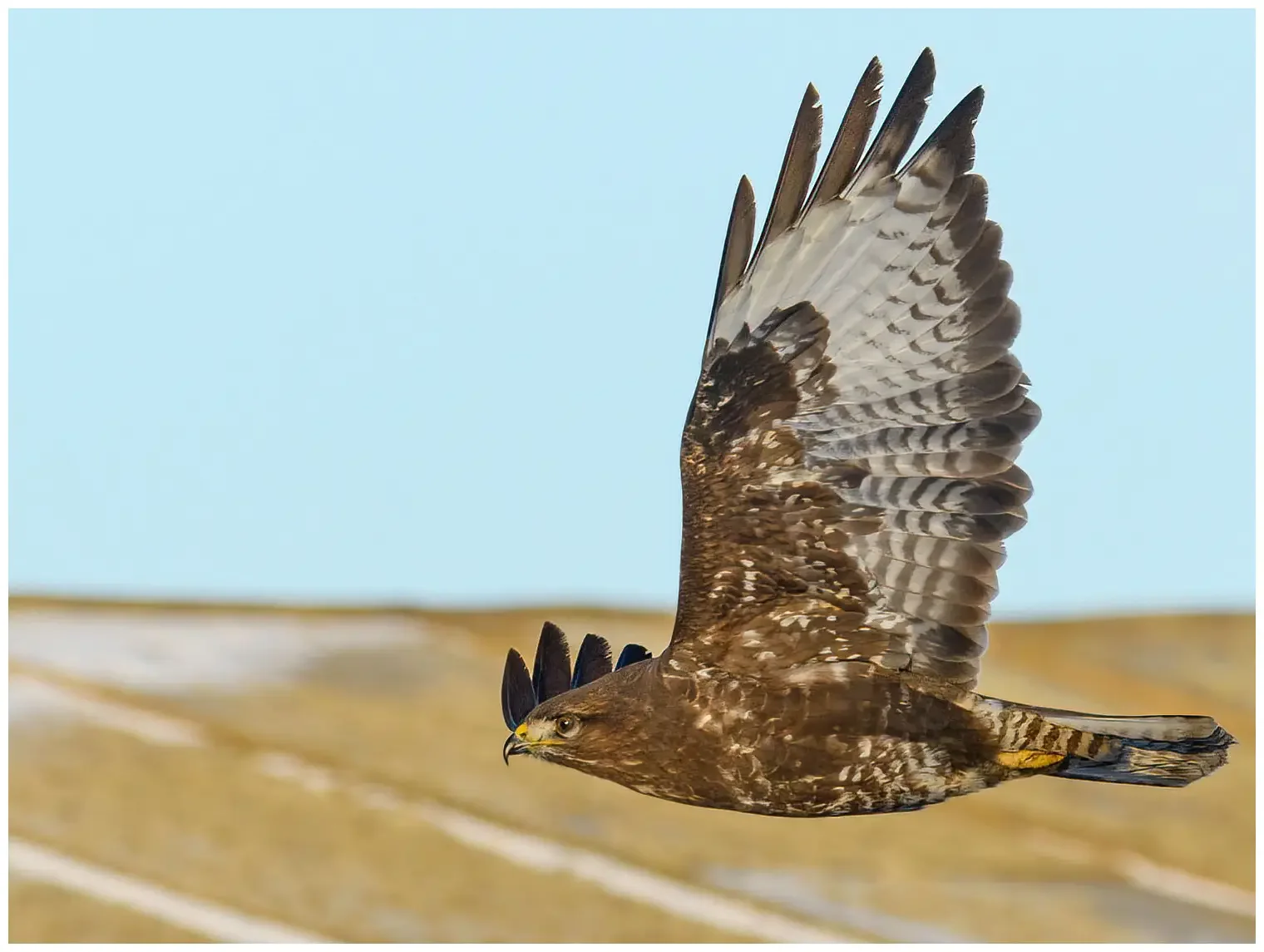 Buizerd