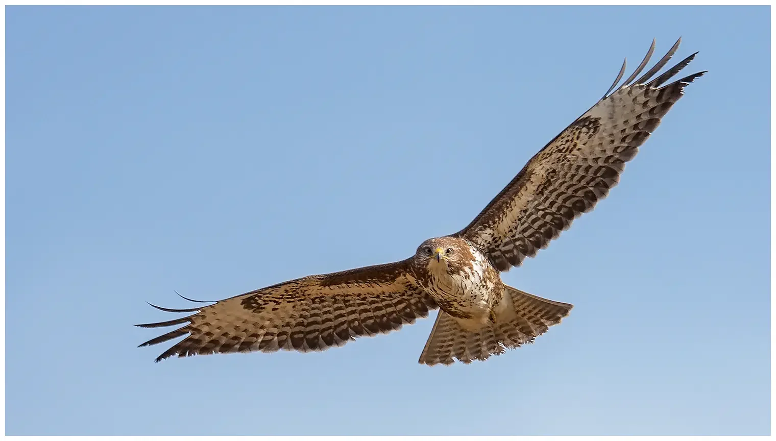 Buizerd
