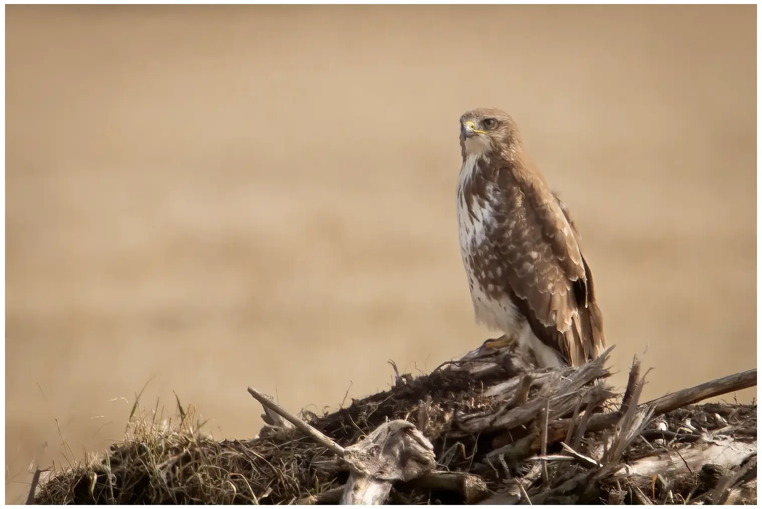 Buizerd
