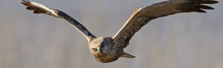 Bruine Kiekendief. Hier van voren gezien terwijl hij over een rietbos vliegt. Vliegt vaak laag over rietmoerassen, op zoek naar prooi.