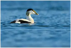 Eider